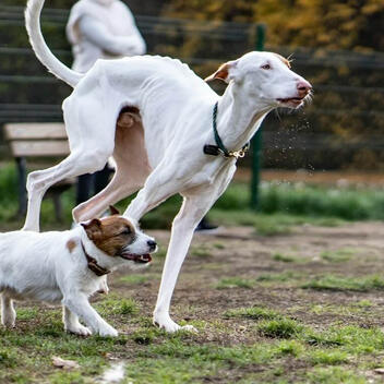 TopDogFleaCollars.Best Independent Dog Health Review | April 2026 |